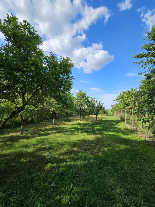 Teren intravilan 1213 m | Stalpu - Giurgiu