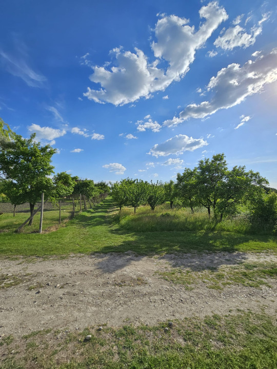 Teren intravilan 1213 m | Stalpu - Giurgiu