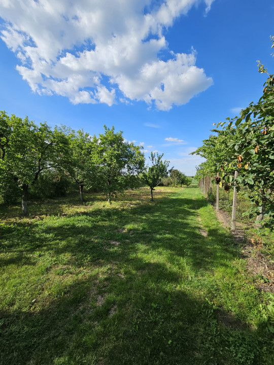 Teren intravilan 1213 m | Stalpu - Giurgiu