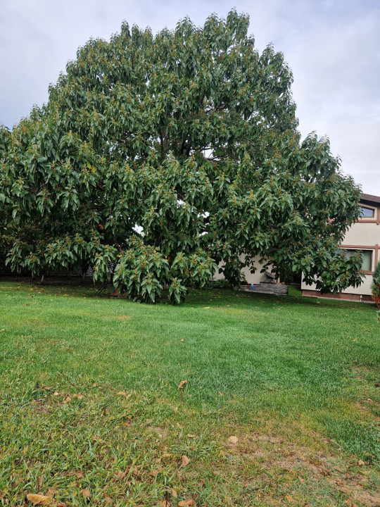 Casa individuala 4 camere | mobilata utilata integral | teren 1000 mp | Magurele